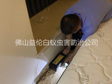 桂城家居白蚁灭治工程